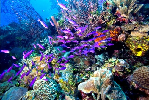 best-coral-reef