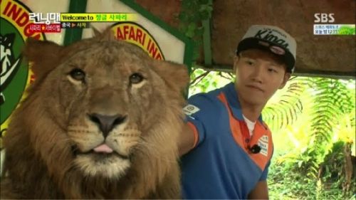 Kim Jong Kook dan Singa Taman Safari