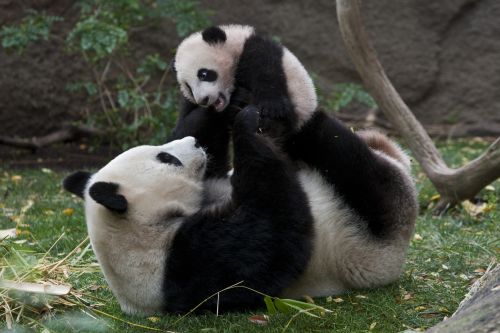 cute-panda-bears