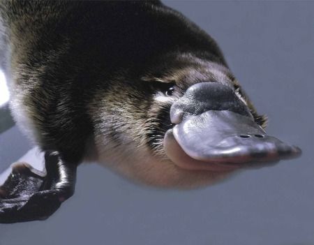 cute-platypus