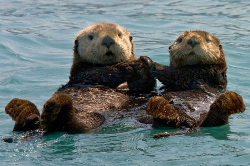 sea-otters