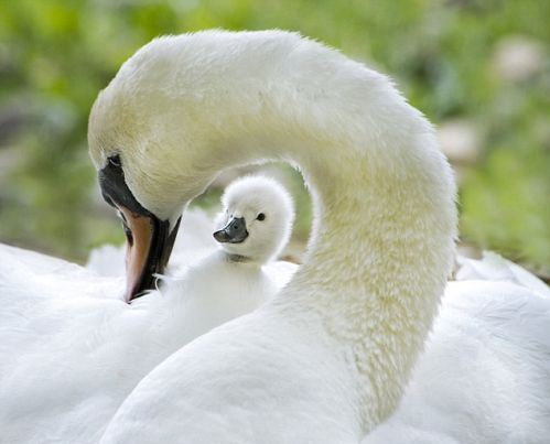 swan-and baby-cute