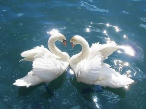 Swan-love-symbol