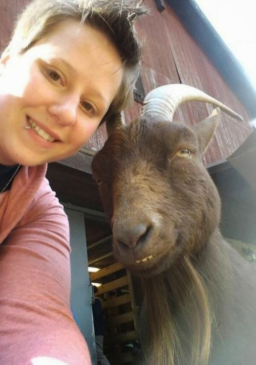 Foto kocak kambing selfie