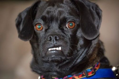 Gambar anjing hitam yang marah