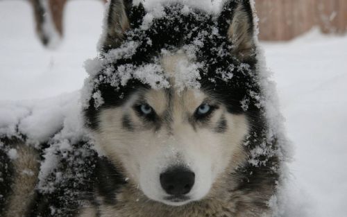 Gambar Anjing Siberian Husky yang marah