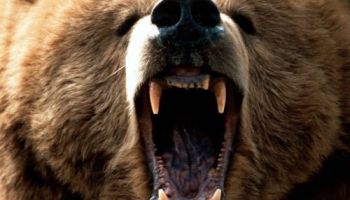 Gambar beruang yang marah