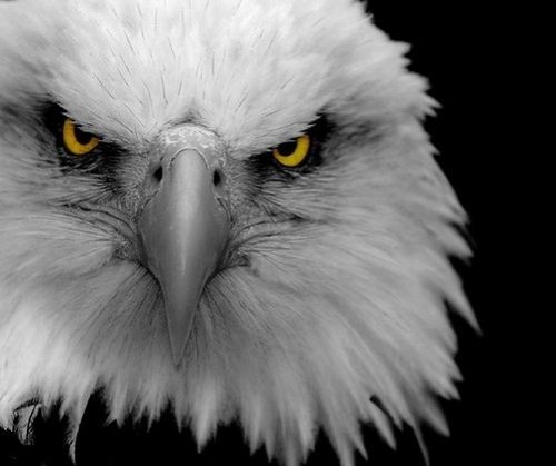 Gambar elang kepala putih yang marah