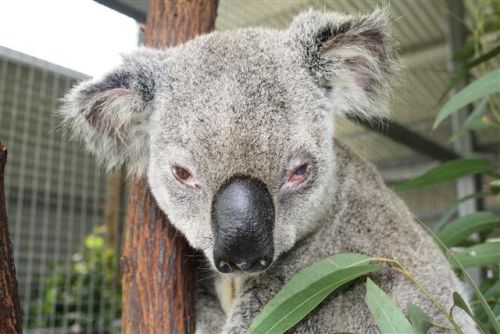 Gambar koala yang marah