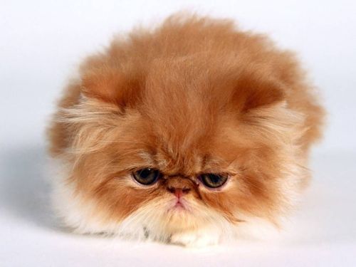 Gambar kucing berbulu yang bad mood
