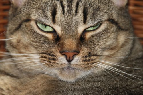 Gambar kucing bermuka marah