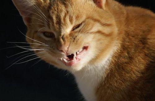 Gambar kucing dengan ekspresi marah