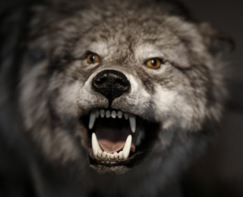Gambar serigala yang marah