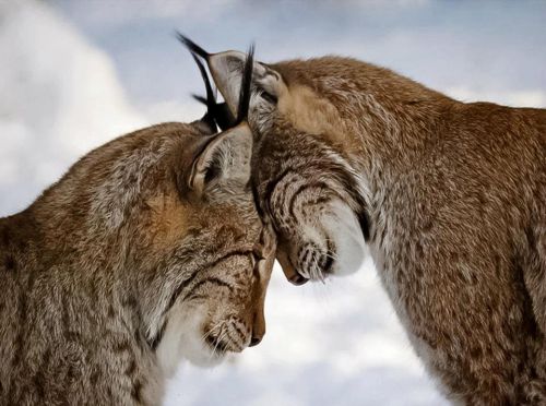 Kasing sayang hewan lynx pada pasangannya