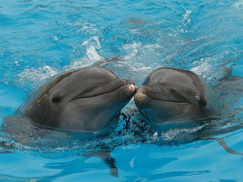 Kasing sayang lumba-lumba pada pasangannya