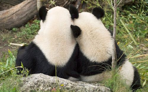 Kasing sayang panda pada pasangannya