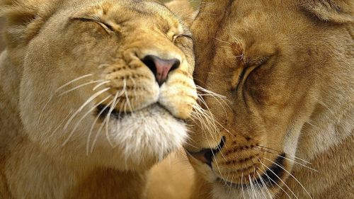 Kasing sayang singa pada pasangannya