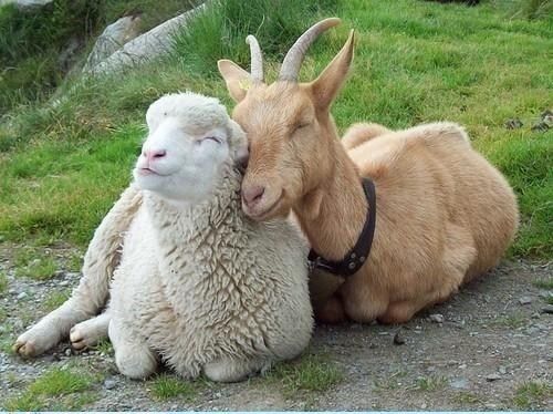 Sepasang domba dan kambing yang penuh kasih sayang
