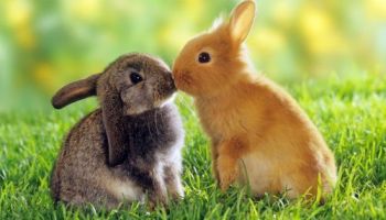 Sepasang kelinci penuh kasih sayang