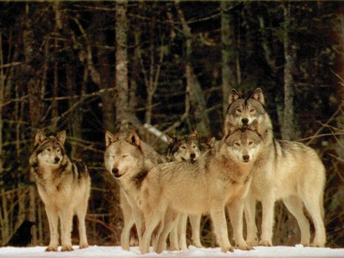 Serigala berkelompok