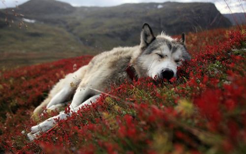 Serigala di alam