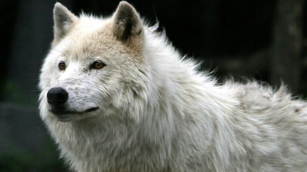 Serigala Putih