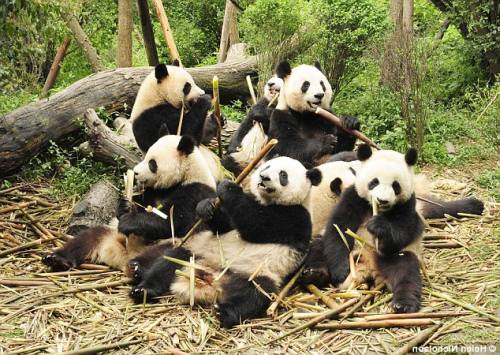 Foto Gambar Sekelompok Panda Lucu Lampu Kecil