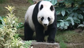 45 Fakta Menarik Tentang Panda Lucu Lampu Kecil Kian Langka
