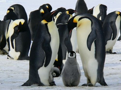 Penguin Kaisar