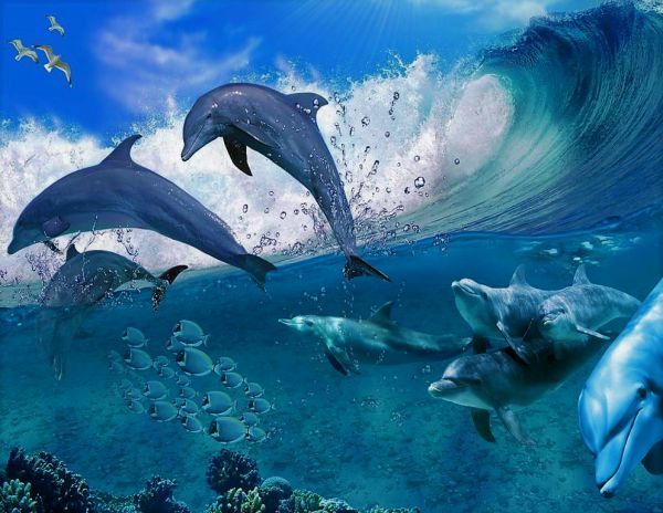 Dolphin Jumping lumba